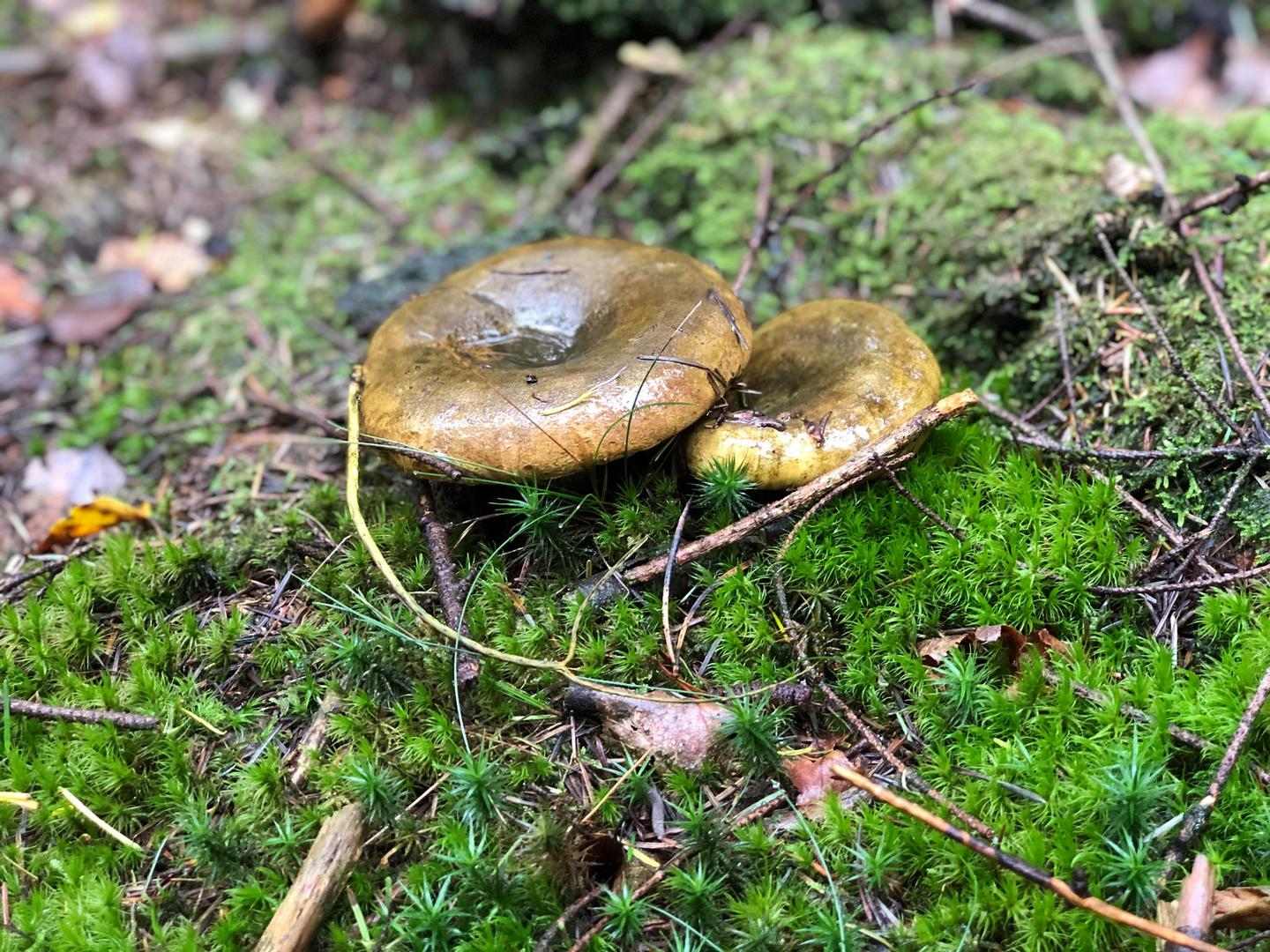 Zwartgroene melkzwam